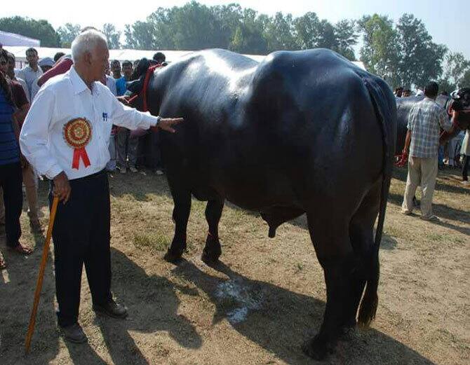 সুলতানের বয়স ৭ বছর ১০ মাস। পাঁচ বছর আগে ২ লক্ষ ৪০ হাজার টাকা দিয়ে সুলতানকে কিনেছিল নরেশ