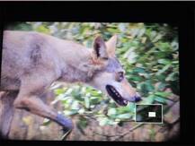 সুন্দরবনে নেকড়ে? এমনটাই দাবি করছে ফেসবুকে পোস্ট হওয়া পর্যটকের ছবি