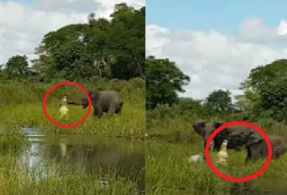 Video Crocodile Catches Baby Elephant By The Trunk Family Comes To The Rescue ভিডিও ভাইরাল: শুঁড় কামড়ে ধরল কুমীর, হস্তীশাবককে বাঁচাতে এগিয়ে এল অন্য হাতিরা