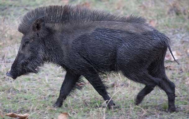 Karma Is A Pig Wild Boars Maul 3 Isis Militants Gearing Up To Execute Locals যেমন কর্ম তেমন ফল, ইরাকে নিরীহদের নিধনে উদ্যত আইএস জঙ্গিদের থেঁতলে মারল বুনো শুয়োর