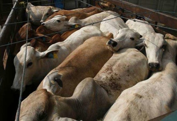 Rajasthan High Court To Government Make Cow National Animal Give Life Imprisonment For Slaughter রাজস্থান হাইকোর্টের সুপারিশ, গরু হোক জাতীয় পশু, গোহত্যায় যাবজ্জীবন কারাবাস