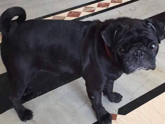 দিল্লিতে হারিয়ে গিয়েছেন ট্রাম্প, সন্ধানে পুরস্কার ১১,০০০ টাকা Dog Named Trump Kidnapped In North Delhi দিল্লিতে হারিয়ে গিয়েছেন ট্রাম্প, সন্ধানে পুরস্কার ১১,০০০ টাকা