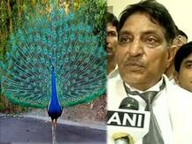 ময়ূর ব্রহ্মচারী, চোখের জল থেকেই ময়ূরীর সন্তান জন্মায়, বিচারপতির মন্তব্যে সোশ্যাল মিডিয়ায় ঠাট্টাতামাশা