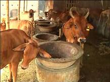 গরুকে বাঁচাতে গিয়ে পুলিশের জিপের ধাক্কায় হত মহিলা, আহত তিন