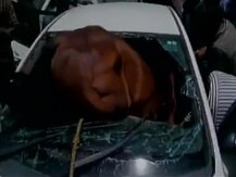 ভিডিও: অদ্ভূত ঘটনা, গাড়িতে ধাক্কা মেরে জখম ঘোড়া