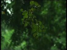 অবশেষে বঙ্গে এল বর্ষা, দক্ষিণবঙ্গের ৬ জেলায় ভারী বৃষ্টির পূর্বাভাস, উত্তরেও হবে বৃষ্টি