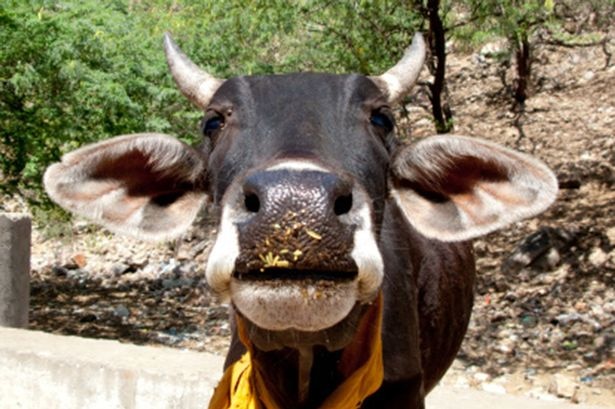 Girl Forced To Eat Cow Dung As A Remedy For Black Magic তন্ত্রমন্ত্র! রোগ সারানোর নামে যুবতীকে মারধর, খেতে বাধ্য করা হল গোবর