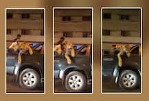 ভিডিওতে দেখুন: খোলা গাড়িতে \'পোষা\' সিংহী , আতঙ্ক করাচির রাজপথে