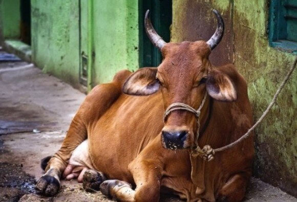 Cow Urine Helped A Govt Law Officer Recover From Illness গো-মূত্রে রোগ সেরে গিয়েছিল এক সরকারি অফিসারের, দাবি বিজেপি সাংসদের