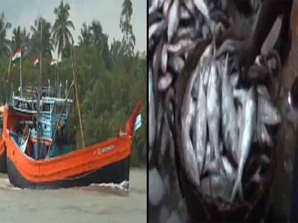As Monsoon Arrives Fishermen Nets 155 Tonne Hilsha বর্ষা নামতেই মৎস্যজীবীদের জালে উঠল ১৫৫ টন ইলিশ