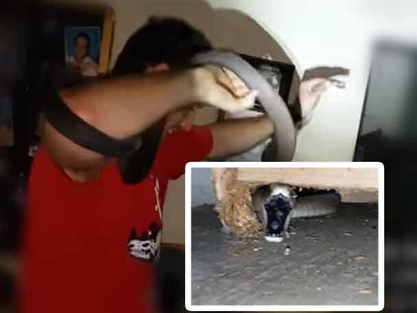 Worlds Deadliest Snake Found In Womans Home See How It Was Captured এক মহিলার বাড়িতে ঢুকে পড়ল বিশ্বের সবচেয়ে মারাত্মক সাপ, ভিডিওতে দেখুন-কীভাবে ধরা পড়ল