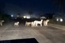 জঙ্গলে মধ্যরাতে অ্যাম্বুলেন্সের মধ্যে সন্তান প্রসব মহিলার, বাইরে তখন অপেক্ষায় ১২টি সিংহ!