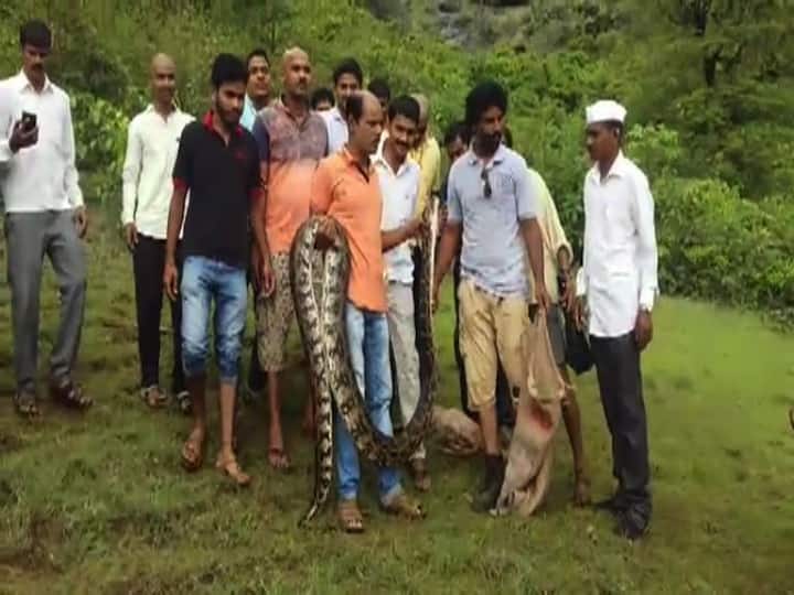 একটি পাহাড়ি গুহার কাছ থেকে ধরা পড়ে বিশাল সাপটি