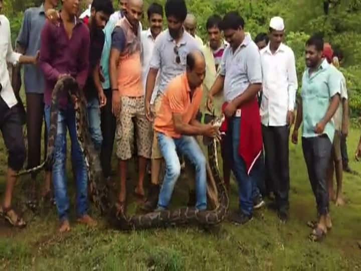 একটি হরিণকে আস্ত গিলে ফেলেছিল পাইথনটি