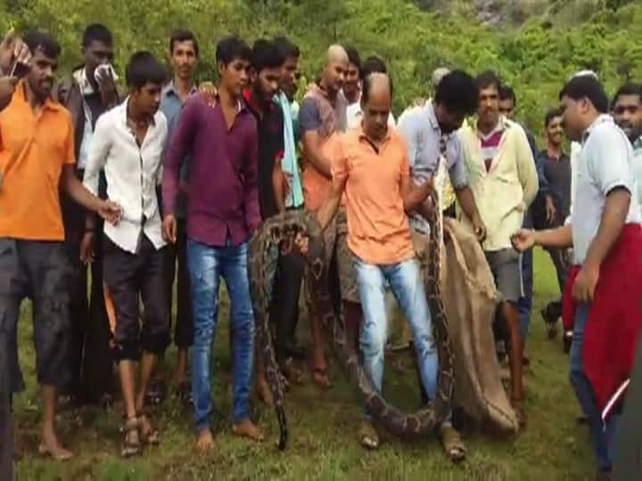 এটি ইন্ডিয়ান রক পাইথন প্রজাতির সাপ সাপটির ওজন ৮০ কেজি 