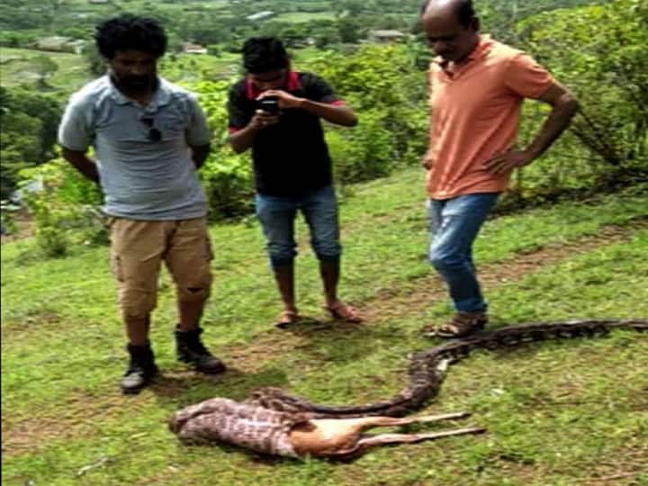 সাপটিকে জঙ্গলে ছেড়ে দেওয়া হয়েছে পুণের ওই অঞ্চলে গত কয়েক বছর ধরে প্রায়ই লোকালয়ে পাইথন দেখা যাচ্ছে। ফলে স্থানীয় কৃষকরা আতঙ্কিত হয়ে পড়েছেন