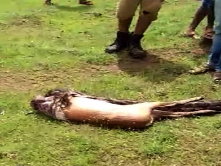 দেখুন সাপটির ছবি