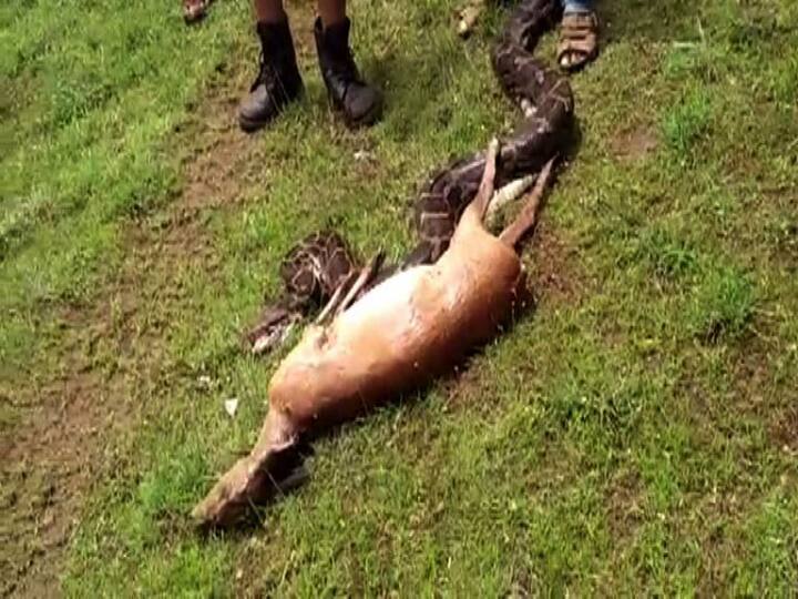 দেখুন সাপটির ছবি