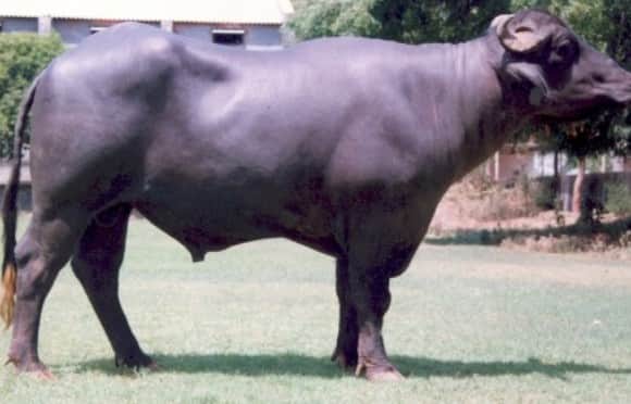 দিল্লিতে মহিষ চোর সন্দেহে মারধর যুবককে Delhi Man Allegedly Thrashed By A Mob On Suspicion Of Being A Cattle Thief দিল্লিতে মহিষ চোর সন্দেহে মারধর যুবককে