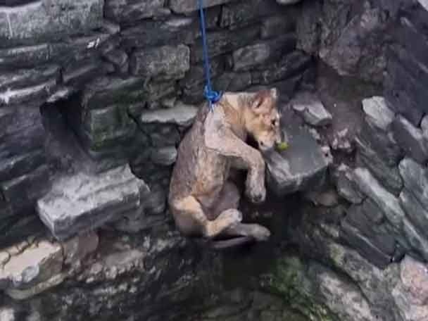 Video Lion Cub In Gujarat Rescued From 80 Feet Well দেখুন ভিডিও: ৮০ ফুট গভীর কুয়ো থেকে উদ্ধার সিংহ শাবক