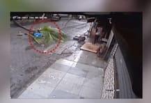 মর্মান্তিক ভিডিও, মুম্বইয়ে আচমকা মাথার উপর নারকেল গাছ পড়ে মৃত এক মহিলা