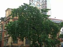 বিহার, ওড়িশার ওপর বিস্তৃত নিম্নচাপ, তার জেরে সকাল থেকে দক্ষিণবঙ্গে শুরু হালকা বৃষ্টি