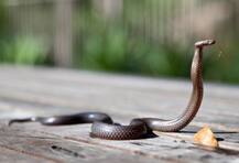 বাঁধাকপির সঙ্গে সাপ খেয়ে অসুস্থ মা, মেয়ে