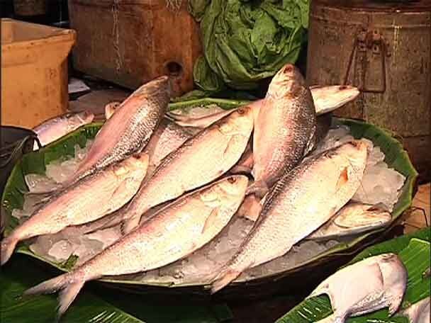 Hilsa Price Is Very High As Supply Is Less Compared To Demand চাহিদার তুলনায় জোগান কম, কলকাতার বাজারে চড়া দাম, তাই বৃষ্টি থামতেই ইলিশের সন্ধানে সমুদ্রমুখী মত্স্যজীবীরা