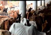 ছত্তিশগঢ়ে গোশালায় তিনদিনে ২৭ টি গরুর মৃত্যু, গ্রেফতার বিজেপি নেতা