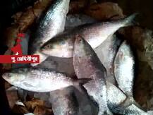 দিঘা, শঙ্করপুর, মন্দারমনিতে ভিড়ল ৭০ ট্রলার ইলিশ