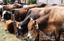 উত্তরপ্রদেশের সম্ভলে বকরি ইদে গরু, মোষ জবাই করলে প্রযোজ্য হবে গ্যাংস্টার আইন