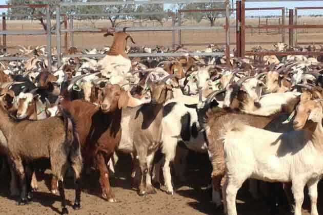 Before Sacrifice Goats In Bhopal Given Spa Treatment Ahead Of Eid ইদে জবাইয়ের আগে ভোপালে ছাগলদের ৩০০০ টাকার বিনিময় দেওয়া হল স্পা ট্রিটমেন্ট