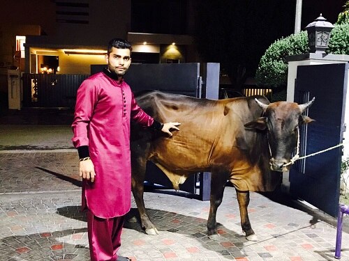 Twiterati Show No Mercy To Umar Akmal For Posing With A Bull ইদে ষাঁড়ের সঙ্গে ছবি দিয়ে ট্যুইটারে সমালোচিত উমর আকমল
