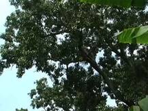 গাছে ভূত! ভয়ে রাস্তা মাড়াচ্ছেন না গ্রামবাসীরা