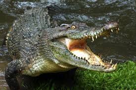 Crocodile Kills 24 Year Old British Journalist Holidaying In Sri Lanka শ্রীলঙ্কা বেড়াতে যাওয়া এই ব্রিটিশ সাংবাদিককে কামড়ে খেল কুমীর