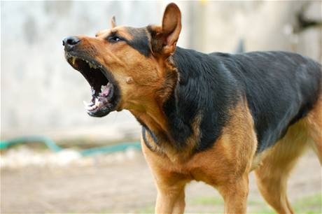 Chinese Man Investigated For Cutting Noisy Dogs Vocal Cords কুকুরের ডাক থামাতে কাটছিলেন কণ্ঠনালি, চিনে হাতুড়ে ডাক্তারের বিরুদ্ধে তদন্ত শুরু