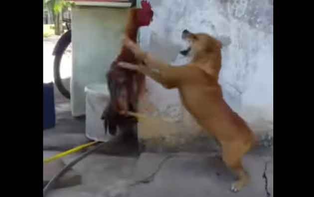 Fighter Cock This Fight Between A Dog And A Rooster Ended Hilariously মোরগ ও কুকুরের লড়াই: ভিডিওতে দেখুন-কার জিত, কার হার