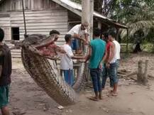 ২৬ ফুট লম্বা অজগরের সঙ্গে যুদ্ধ করে জিতলেন নির্ভীক নিরাপত্তা রক্ষী