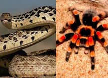 সাপ ও মাকড়সার ভয় মানুষের সহজাত, বলছে সমীক্ষা