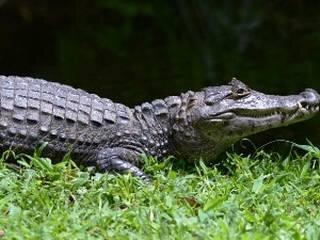 Villagers mourn crocodile's death, take out funeral procession কুমীরের জন্য অশ্রু, ‘রক্ষাকর্তা’র শোকমিছিলে আবেগে ভাসলেন গ্রামবাসীরা