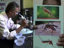 ডেঙ্গির মশা রাতেও কামড়ায়, ধোঁয়া- ব্লিচিং পাউডার দিয়ে তাড়ানো যায় না, দাবি বর্ধমান বিশ্ববিদ্যালয়ের অধ্যাপকের