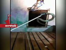 জলপাইগুড়িতে গৃহস্থের ঘরে গোখরোর আতঙ্ক, অল্পের জন্যে রক্ষা পেলেন গৃহকর্তা