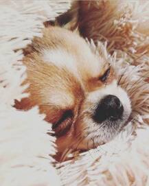 জার্মানিতে হয়ে গেল ডগ শো, হাজির ছিল ৩০ হাজারের বেশি সারমেয়