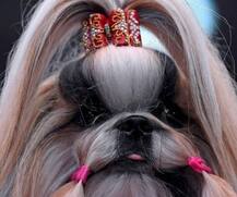 জার্মানিতে হয়ে গেল ডগ শো, হাজির ছিল ৩০ হাজারের বেশি সারমেয়