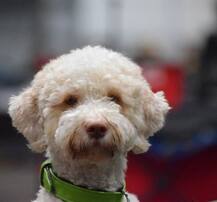 জার্মানিতে হয়ে গেল ডগ শো, হাজির ছিল ৩০ হাজারের বেশি সারমেয়