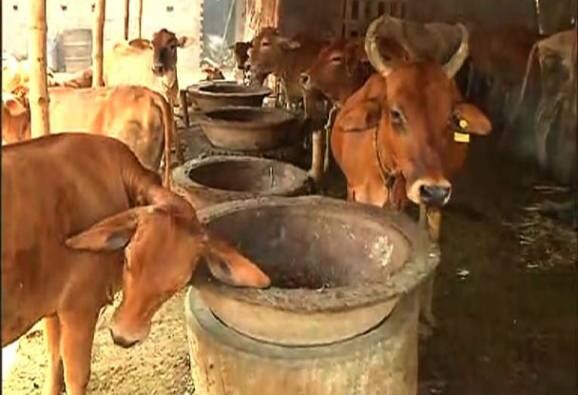 WB govt to distribute cows to families living in panchayats পঞ্চায়েত অঞ্চলের বাসিন্দাদের দেওয়া হবে গরু, সিদ্ধান্ত রাজ্য সরকারের