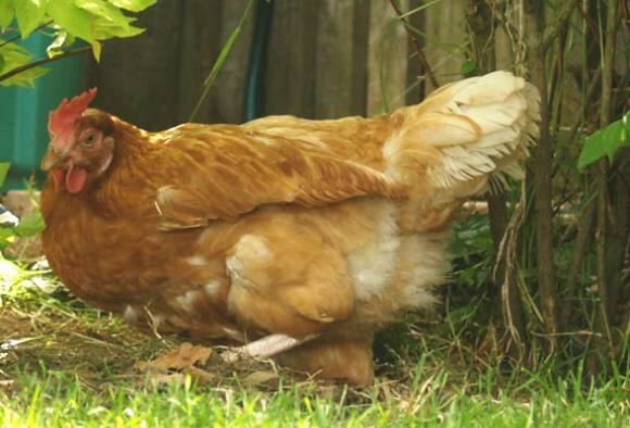 Pakistan: 14-year-old arrested for sexually assaulting a chicken মুরগির যৌন হেনস্থা, গ্রেফতার ১৪ বছরের পাকিস্তানি কিশোর