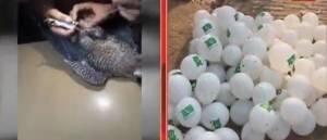 ভারতে চরবৃত্তির জন্য বাজপাখি পাঠাচ্ছে পাকিস্তান ?