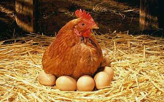 Price of eggs are rising, will further affect the price of Chicken also ডিমের দাম বাড়ায়, বাড়বে মুরগির মাংসের দামও, আশঙ্কা ব্যবসায়ীদের