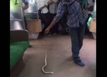 দেখুন: চলন্ত ট্রেনে সাপ, খালি হাতে মারলেন এক যাত্রী, ভিডিও ভাইরাল